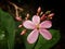 Jatropha integerrima or peregrina pink flowers