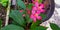 Jatropha integerrima plant with pink flowers