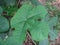 Jatropha leaf