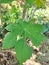 Jatropha leaves