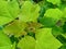 Jatropha leaves are green with serrated leaves and stems containing sap