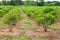 Jatropha plant