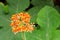 Jatropha Podagrica, Buddha belly plant, Bottleplant shrub plant in the garden