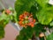 Jatropha Podagrica flower, also known as Buddha belly plant, bottle plant shrub