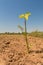 Jatropha seedling