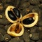 Jatropha seeds (Biodiesel)