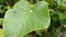 Jatropha tree leaf