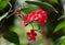 Jatropha Whole-Edge Coral Flower