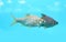 Java barb fish Barbonymus gonionotus swimming in aquarium