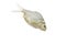 Java barb fish on white background.