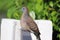 Java dove perched on a fence in the garden