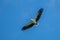 The java eagle flying in the blue sky