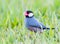 Java finch foraging for food in the grass