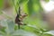 Java flying frog or Javan tree frog