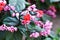 Java glory bean, red bleeding heart vine, glory bowers with blurred background.