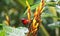 This is a Java honey bird. The Java honeybird belongs to the Nectariniidae group of birds.