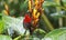 This is a Java honey bird. The Java honeybird belongs to the Nectariniidae group of birds.