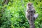 Java Macaque sitting on a tree in the Monkey Jungle