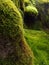 Java moss vegetation