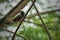 Java Myna perching on the branch