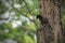 Java Myna perching on the branch