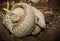 Java pangolin on the ground is a termite nest