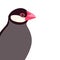 Java rice finch head vector illustration flat