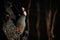 Java Rice Sparrow