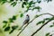 The java rice sparrow in nature