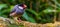 Java rice sparrow, popular tropical bird from the java island of Indonesia, popular aviary pet in aviculture, Endangered bird