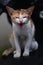 Java's original beauty cat that draws a blur background