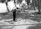 JAVA - September 3, 2016 : man dropping coconut with his machete