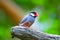 Java sparrow