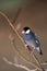 Java Sparrow