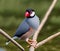 Java Sparrow bird