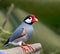 Java Sparrow bird