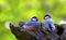 Java sparrow birds