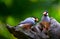 Java sparrow birds