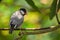 Java sparrow - Lonchura oryzivora