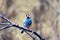 Java Sparrow (Lonchura oryzivora) - Exotic Avian Beauty