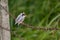 Java sparrow Nature brid.