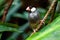 Java Sparrow (Padda Oryzivora)