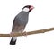 Java Sparrow perched on a branch and looking away