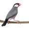 Java Sparrow perched on a branch - Padda oryzivora