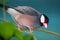 Java sparrow perching on a branch in front of a dark bluish background looking downwards