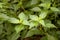 Java tea, Kidney Tea Plant, Cat\'s Whiskers