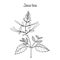 Java tea Orthosiphon stamineus , medicinal plant