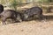 Javalina wild pigs