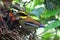 Javan Banded Pitta