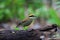 Javan Banded Pitta